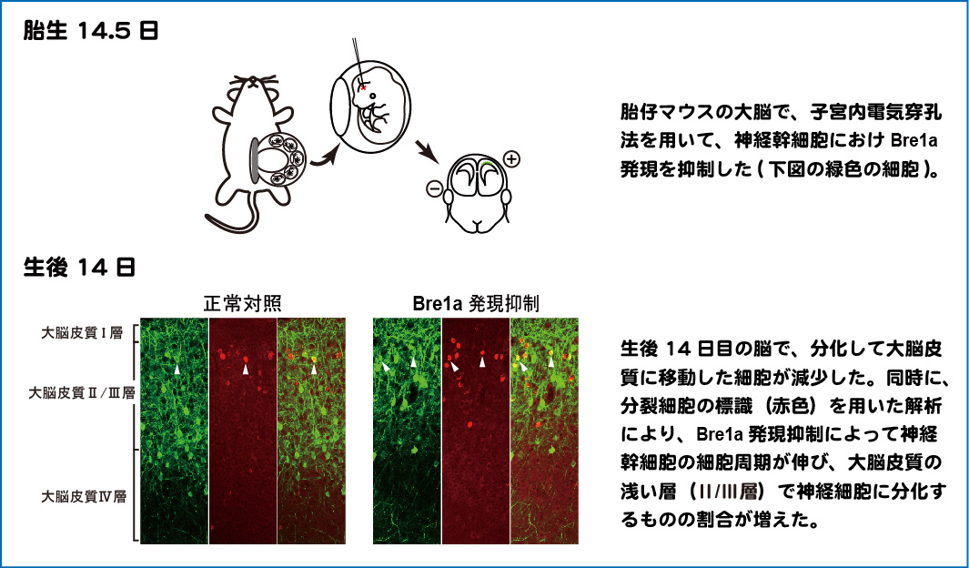 J Neurosci Fig2