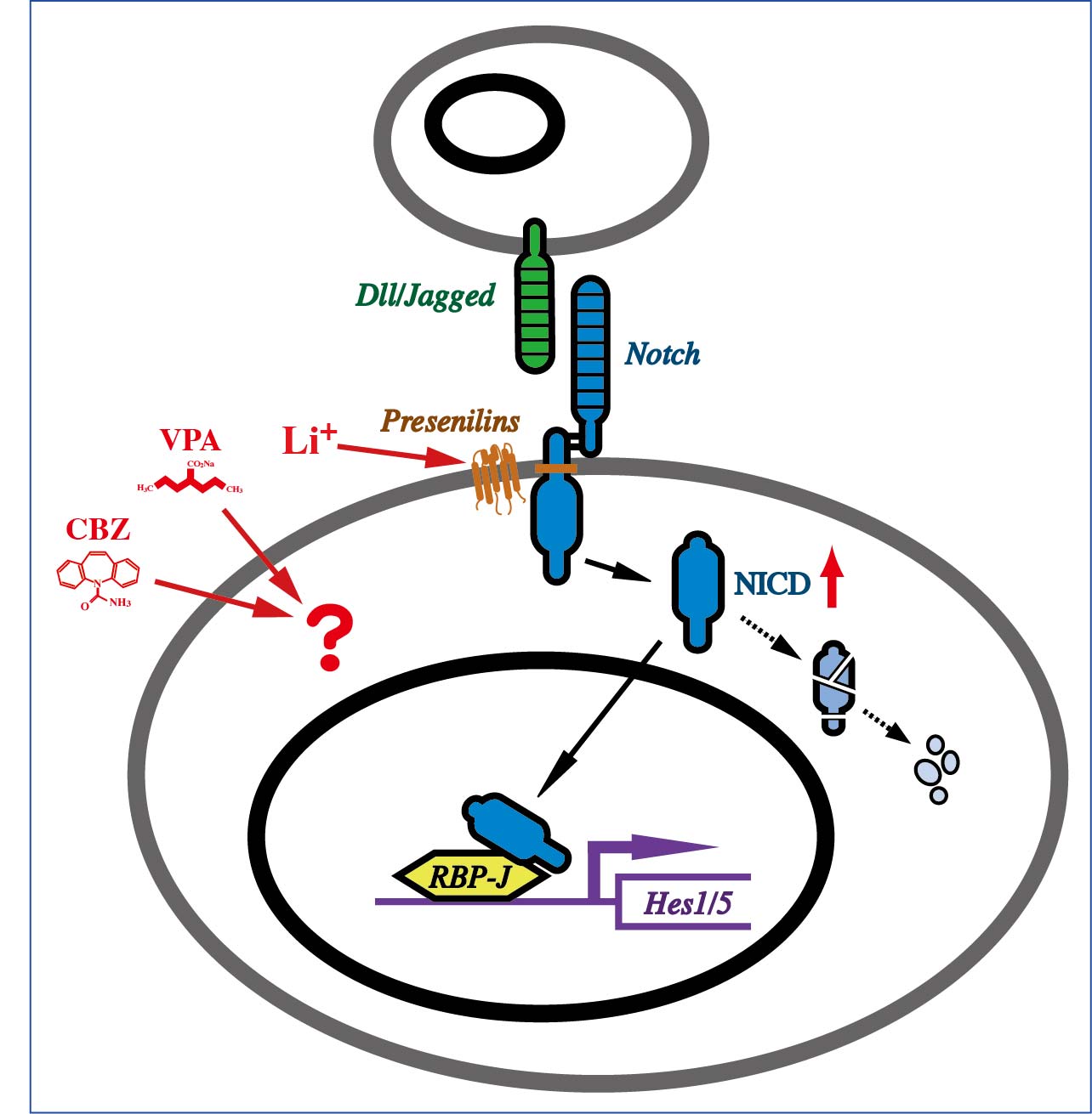 Neuron Fig2